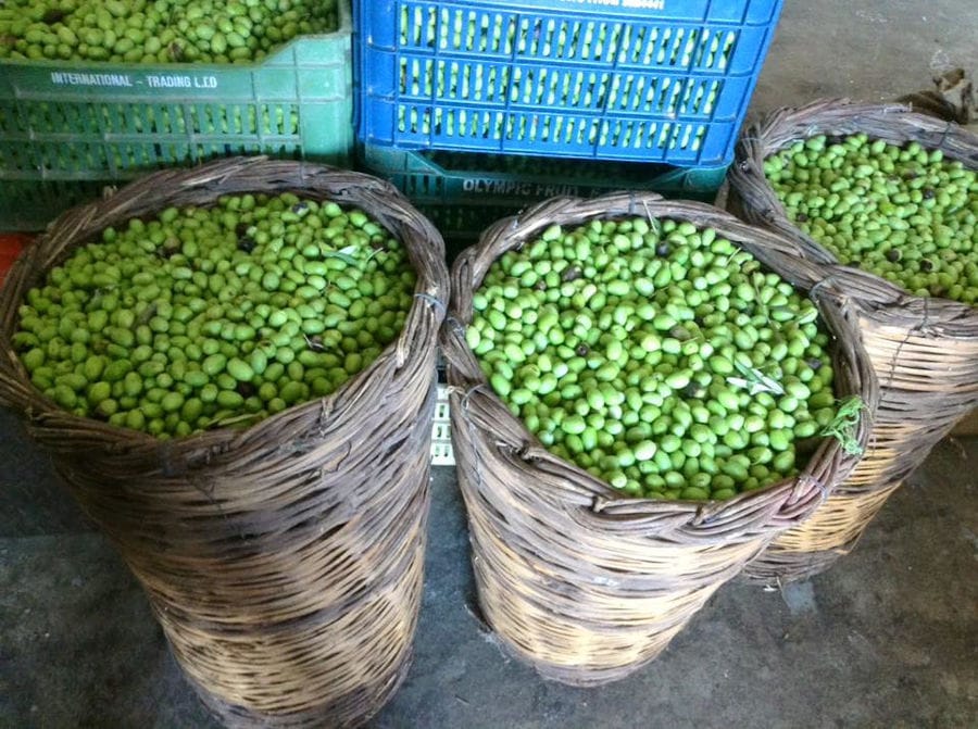 close-up of wicker baskets with green olives at Konstas Olive Tours